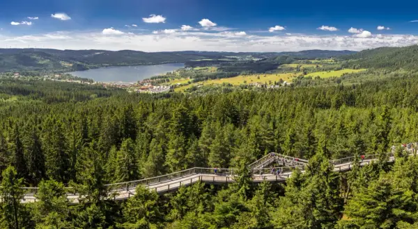 Der Baumwipfelpfad Lipno schlängelt sich durch einen dichten Nadelwald. Im Hintergrund liegt ein See mit einer kleinen Stadt.