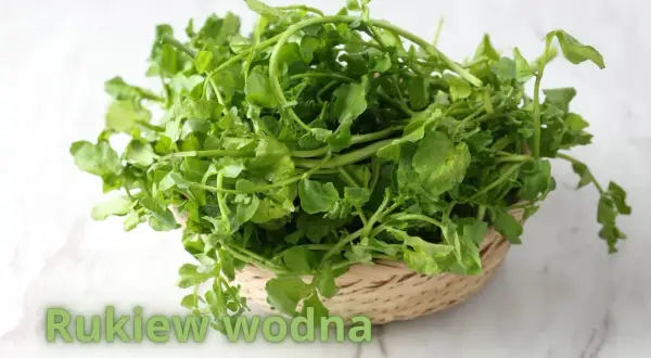 Świeża rukiew wodna, gotowa do spożycia, symbolizuje zdrową uprawę i bogactwo natury.