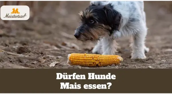Ein neugieriger Hund betrachtet eine Maiskolben. Dürfen Hunde Mais essen?