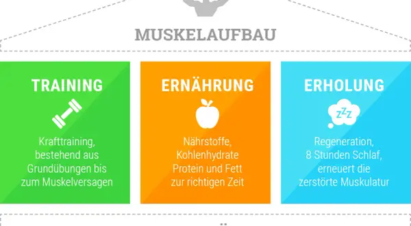 Muskelaufbau: Training, Ernährung und Erholung sind entscheidend. Nährstoffe, Kohlenhydrate, Protein und Fett zur richtigen Zeit helfen beim Muskelaufbau.
