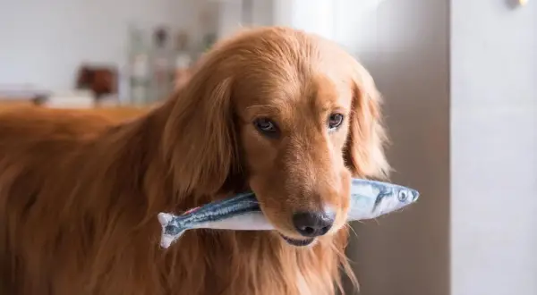 Złoty retriever z pluszową rybką w pysku. Czy psy mogą jeść ryby? Ten psiak chyba już wie!