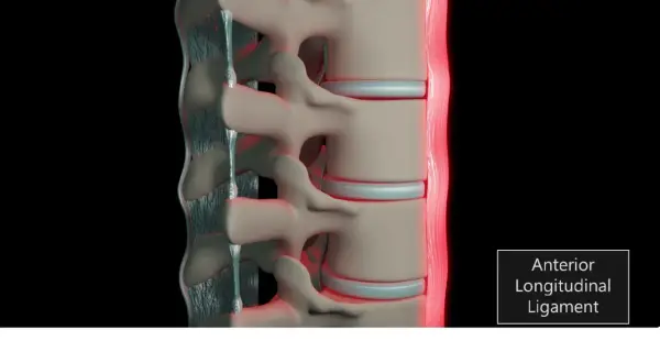 Detaljerad vy av ryggradens ligament, som visar dess struktur och funktion för att stabilisera ryggraden.