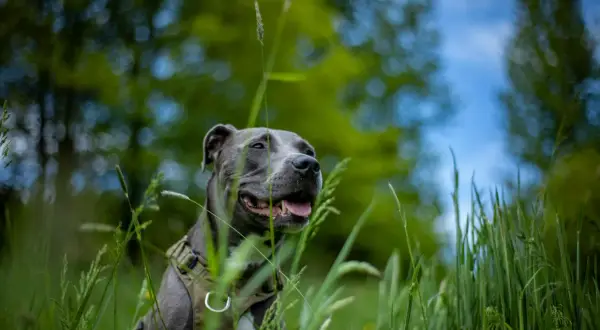 Szary amstaff w zielonej trawie, zadowolony z życia. Ile żyje amstaff? Tyle, ile mu zapewnimy miłości i troski.