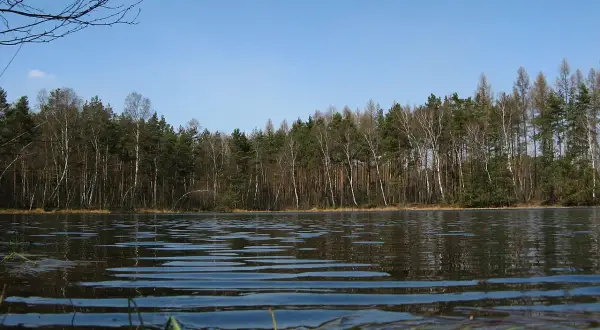 Spokojny czarny staw w Niepołomicach otoczony lasem. Woda lekko faluje, odbijając drzewa i błękitne niebo.