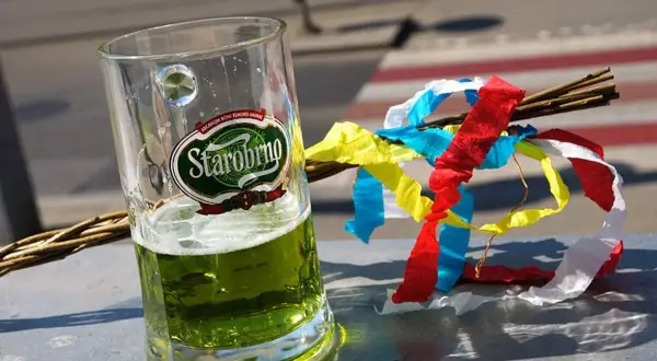 Szklanka zielonego piwa czeskiego Starobrno obok wierzbowej rózgi z kolorowymi wstążkami.