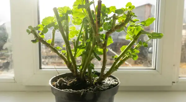 Geranium po zimie, gotowe do przycinania. Pędy z nowymi listkami czekają na odpowiednie cięcie, by pięknie rosły.