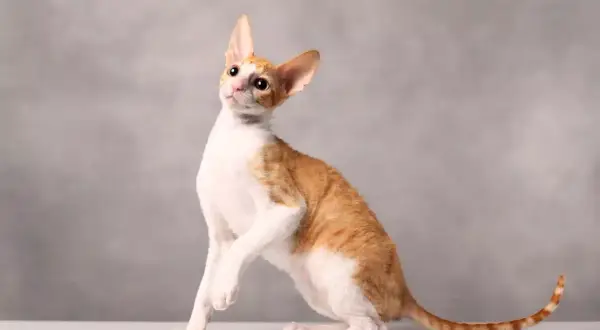 Rudy kot rasy Devon Rex z białymi łatami, siedzący na białej powierzchni, z szarym tłem.