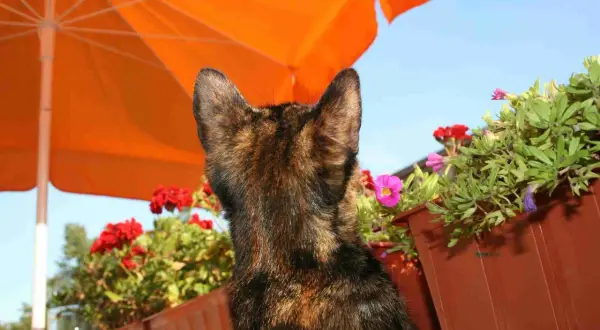 A tortoiseshell cat sits under an orange umbrella, surrounded by flowers. This scene prompts the question: how hot is too hot for cats?