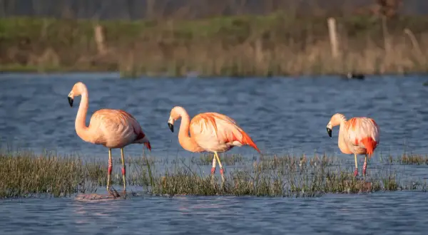 Drei rosafarbene Flamingos stehen im flachen Wasser des Zwillbrocker Venns, umgeben von Schilf.