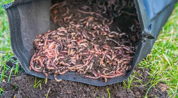 Mnóstwo czerwonych robaków wylewa się z czarnej torby na ziemię w ogrodzie.