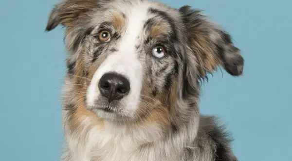 Ein Australian Shepherd mit faszinierenden, unterschiedlich gefärbten Augen, die wie blaue Saphire und Bernstein leuchten.