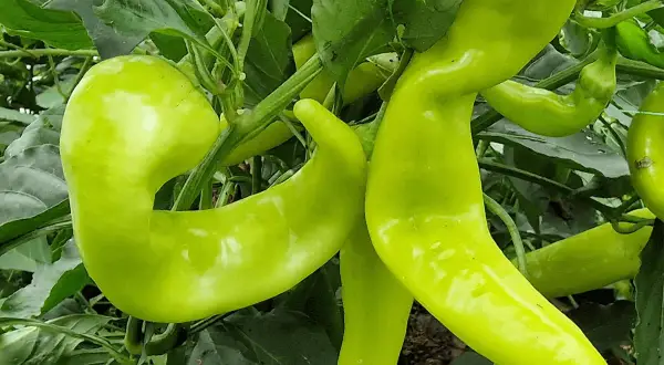 Gröna, böjda banana peppers hänger från en planta. Dessa svenska delikatesser är redo att skördas.
