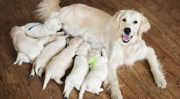 Una perra golden retriever amamanta a sus cachorros. Desde cuando se cuenta el embarazo de una perra, es un momento de ternura y cuidado.