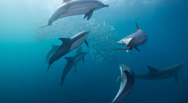 Stado delfinów, być może delfinów zwyczajnych, poluje na ławicę ryb. Różne gatunki delfinów żyją w oceanach.