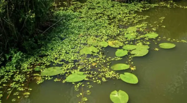 Un étang verdoyant où la jussie flotte parmi les nénuphars, avec des roseaux sur la rive.