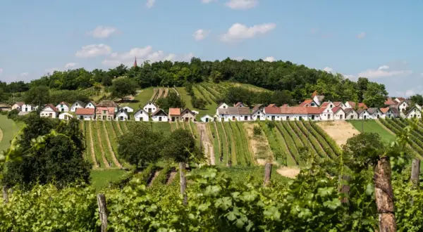 Rząd białych domków z czerwonymi dachami na wzgórzu, otoczony winnicami w regionie Weinviertel.