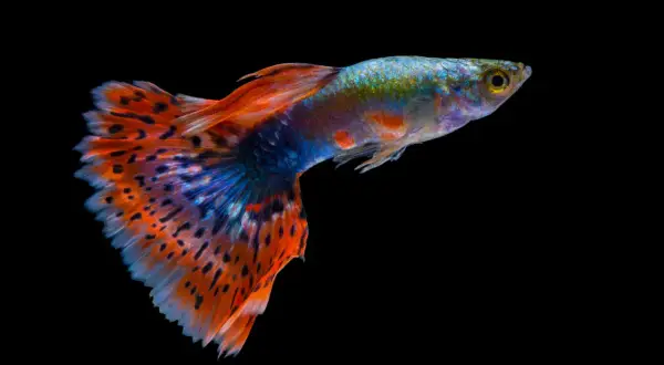 Un magnifique poisson guppy aux couleurs vives, un poisson d'eau dure, nage dans l'obscurité.