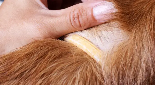 Ein Finger hebt das Fell eines Hundes an, um einen gelben Floh-Halsband-Streifen zu enthüllen.
