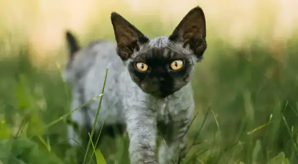 Gdzie znaleźć koty Devon Rex w Zachodniopomorskiem i ile kosztują