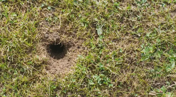 Małe dziurki w ziemi w ogrodzie, prawdopodobnie nory małych zwierząt, ukryte wśród trawy i chwastów.