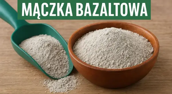 Mączka bazaltowa w misce i na łopatce. Czy mączka bazaltowa jest szkodliwa? Dowiedz się więcej o jej zastosowaniu w ogrodnictwie.