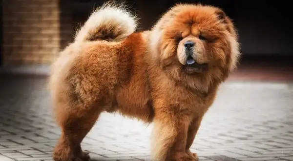 Puszysty chow chow o rudym futrze, z charakterystycznym "lwią" grzywą i zawiniętym ogonem, prezentuje swój majestatyczny chow chow charakter.
