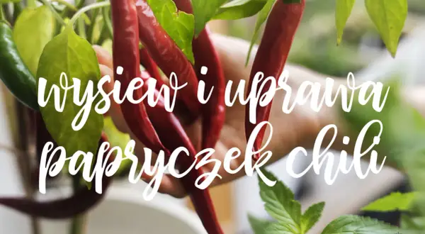 Czerwone i zielone papryczki chili zwisają z gałązek. Napis głosi "wysiew i uprawa papryczek chili".