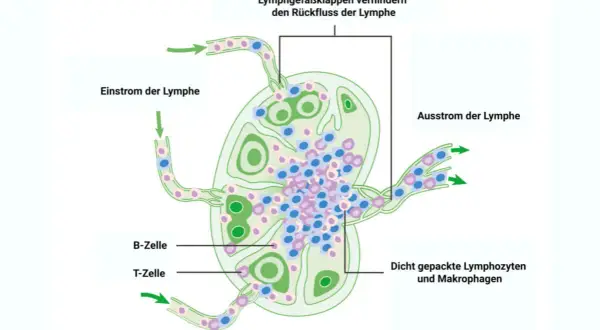 Schema eines Lymphknotens: Einstrom und Ausstrom von Lymphe, B- und T-Zellen, Makrophagen. Die Lymphknoten-Histologie zeigt die Filterfunktion.