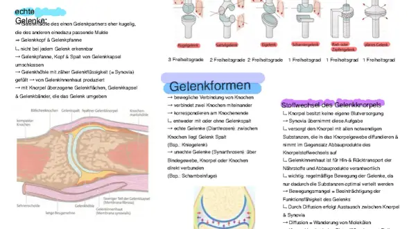Abbildung zeigt verschiedene Gelenkformen, darunter ein Kugelgelenk, das als unechtes Gelenk beschrieben wird.