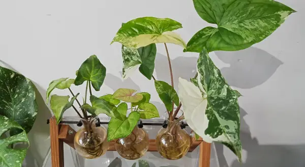 Kilka odmian kwiatu syngonium w szklanych wazonach na drewnianym stojaku, z liśćmi w odcieniach zieleni i bieli.