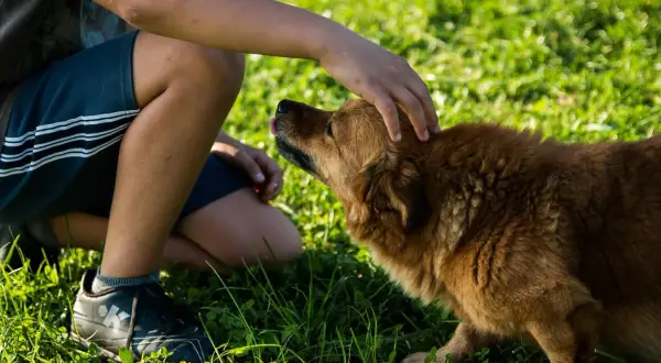 Ein Junge kniet im Gras und streichelt seinen Hund. Der Hund, ein braunes Fellknäuel, genießt die Aufmerksamkeit und leckt sich die Lippen. Ein glücklicher Hund erregt beim Streicheln.
