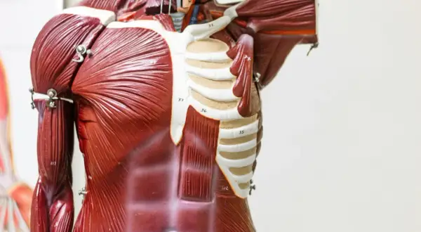 Model anatomiczny klatki piersiowej z widocznymi mięśniami brzucha i klatki piersiowej. Widać żebra i fragment przepony.