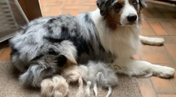 Ein wunderschöner Australian Shepherd liegt entspannt da. Neben ihm liegen Büschel seines Fells, die er während seiner Läufigkeit verloren hat.