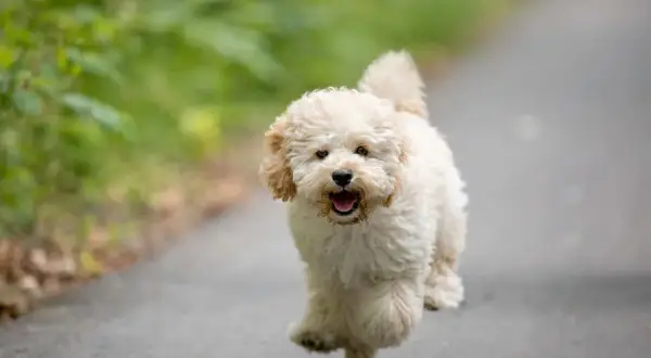 Un adorable maltipoo toy adulto corre feliz por un camino, con el pelo rizado y la lengua fuera.