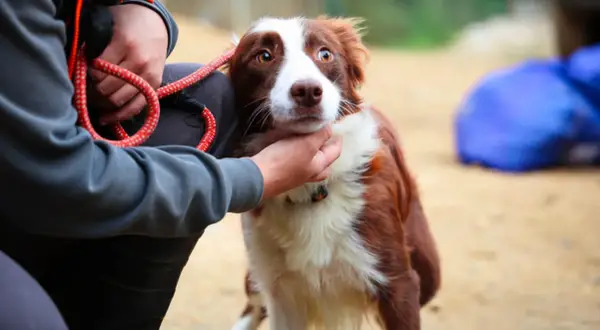 Un chien au regard effrayé, peut-être suite à un traumatisme lié à un avion, est réconforté par une main.