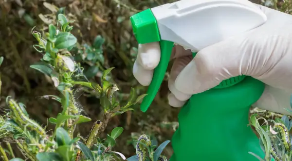 Ręka w rękawiczce trzyma opryskiwacz, przygotowując się do walki z ćmą bukszpanową. Gąsienice żerują na bukszpanie.