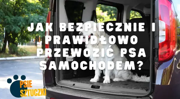 Jak bezpiecznie i prawidłowo przewozić psa w samochodzie? Złoty retriever czeka na podróż.
