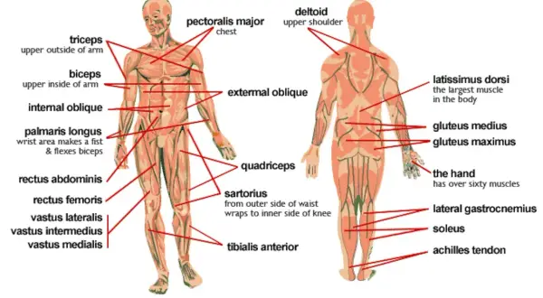 Anatomia mięśniowa: widok z przodu i z tyłu, z zaznaczoną klatką piersiową (pectoralis major) i innymi mięśniami.