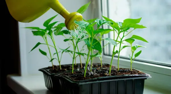 Vattenkanna vattnar små plantor av paprika thor på fönsterbrädan.