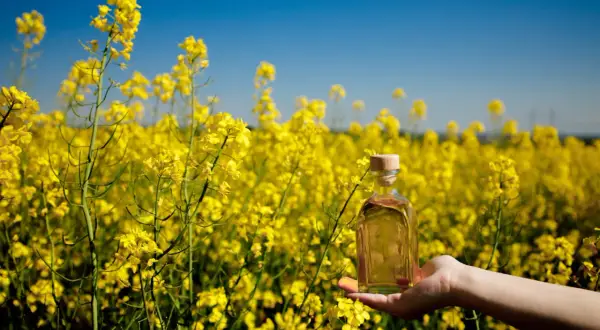 Main tenue une bouteille d'huile de colza lubrifiant dans un champ de colza en fleurs sous un ciel bleu.