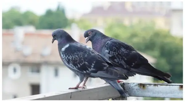 Co zrobić z jajkami gołębi? Ochrona i humane rozwiązania na balkonie
