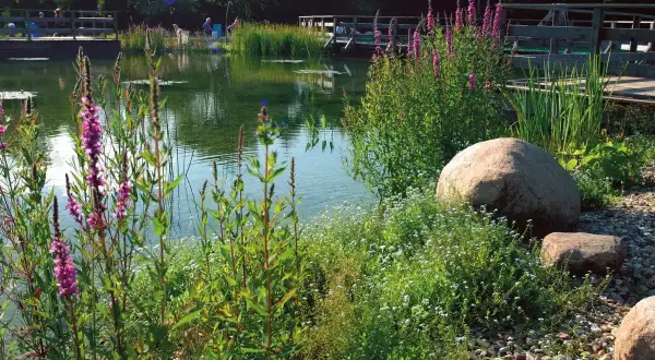 Un lac artificiel paisible, bordé de fleurs violettes et de verdure. Des pontons en bois invitent à la contemplation.