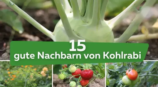 Kohlrabi im Beet mit Erdbeeren und Tomaten. Erfahre, welche Pflanzen gute Nachbarn für Kohlrabi sind.