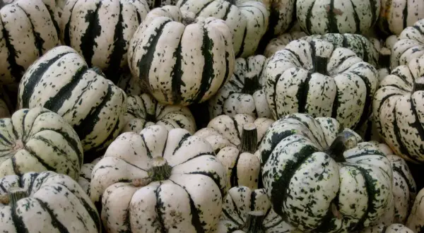 Un tas de courges patidou, blanches et vertes, prêtes pour l'automne.