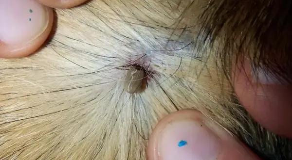 De dónde nacen las pulgas y garrapatas y cómo evitar su infestación