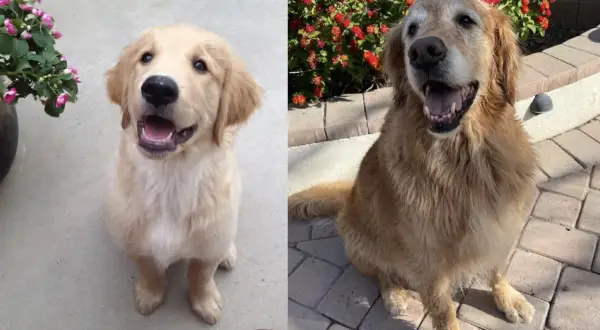 Pies czy Suka Golden Retriever? Porównanie, które rozwieje wątpliwości