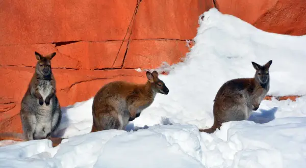 Trzy kangury w śniegu na tle pomarańczowej skały. Niezwykły widok, jak na zimę w Australii.