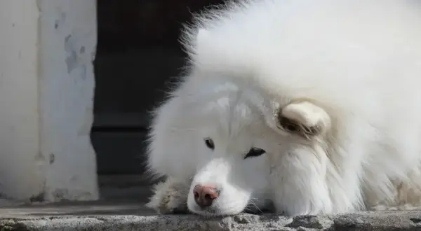 Smutny samoyed leży na betonie. Weterynarz badał jego kreatyninę u psa, martwiąc się o jego zdrowie.