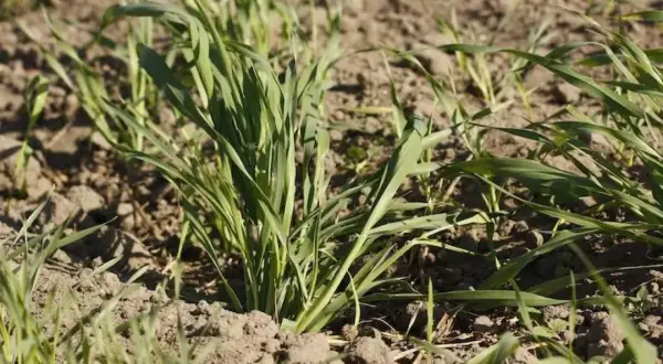 Młode źdźbła trawy, które wyrosły jako samosiejka, pną się ku słońcu z wilgotnej ziemi.