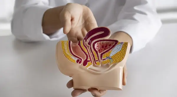Modèle anatomique du pelvis féminin, montrant la vessie et l'utérus, utilisé pour expliquer une cystoscopie femme.